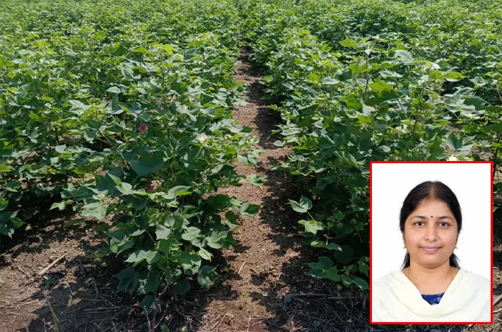 పత్తి సాగు వైపు రైతులు మొగ్గు