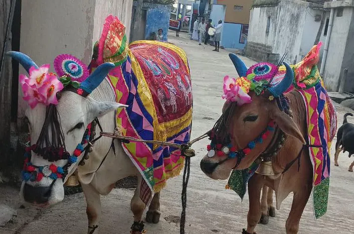 ఎడ్లను ఎత్తుకెళ్లిన దొంగలు