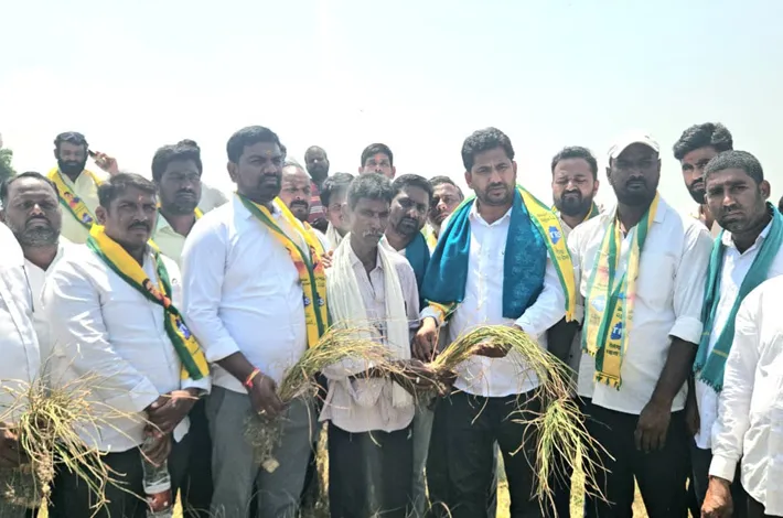పంట పొలాలను పరిశీలించిన టిఆర్ఎస్ నాయకులు