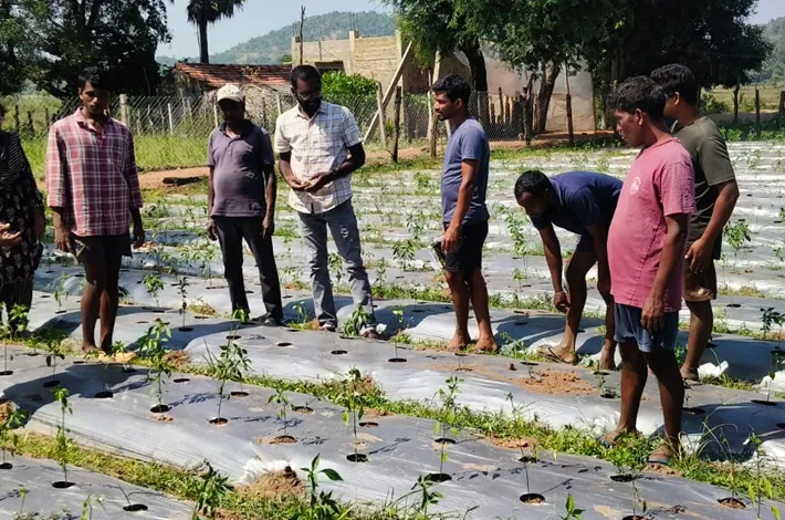 ఎల్‌నినో ప్రభావంతో మిరప పంటకు తీవ్ర నష్టం
