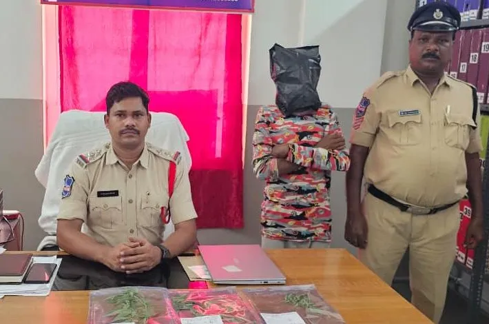 ఇంటి ఆవరణలో గంజాయి సాగు..