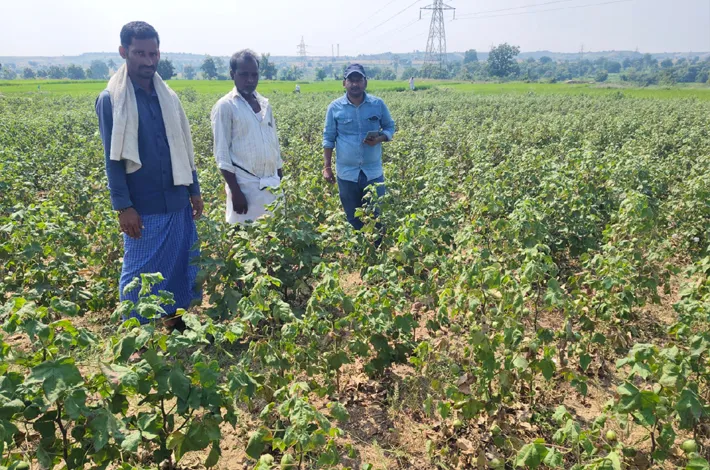 యాసంగి లో వరి వేయవద్దు 