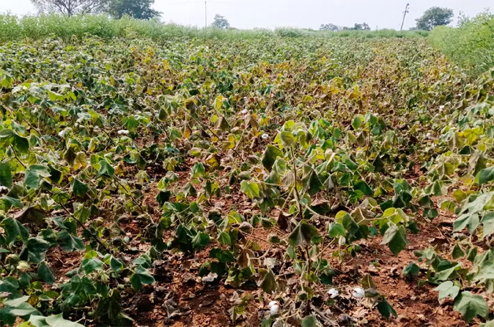ఎల్‌నినో మంటలు.. ఎండుతున్న పంటలు