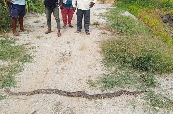 వరి కోస్తుండగా భారీ కొండచిలువ ప్రత్యక్షం
