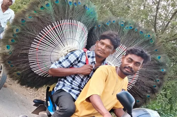 గుస్సాడికి వేలాయే-గూడేళ్లు సందడికి సన్నాహాలు