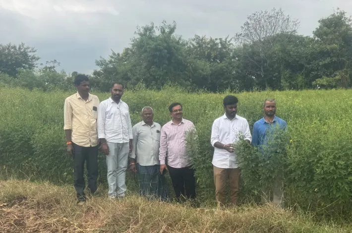 పంటలలో చీడపీడలను నివారించుకోవాలి...