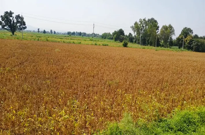 సోయాబీన్ కోతకు సిద్ధం..!