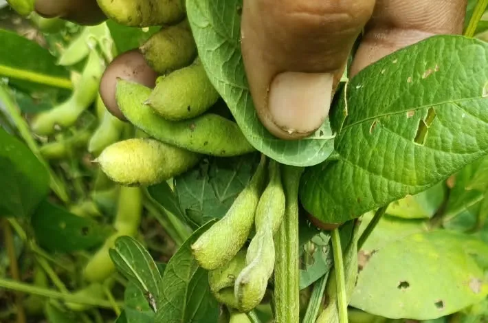 వాతావరణం మార్పు.. సోయా విత్తనాల నుండి మొక్కలు 