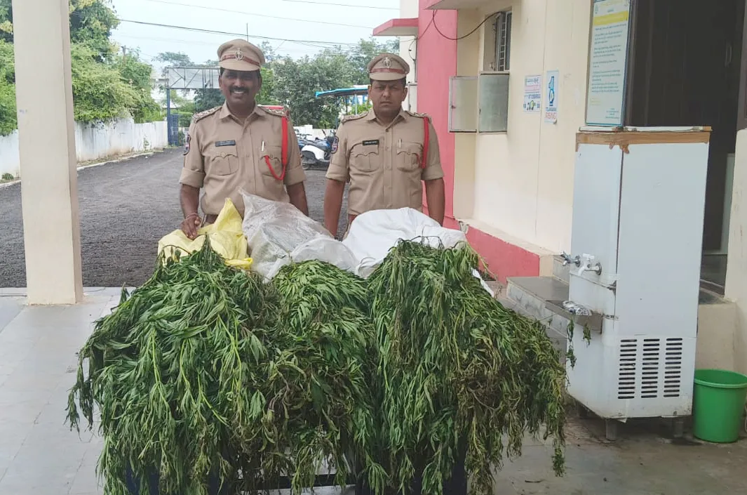 వ్యవసాయక్షేత్రంలో గంజాయి సాగు.. కేసు నమోదు 