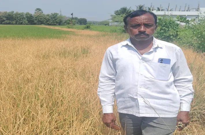 గుర్తుతెలియని దుండగుల దుశ్చర్య, రైతు పొలం ధ్వంసం