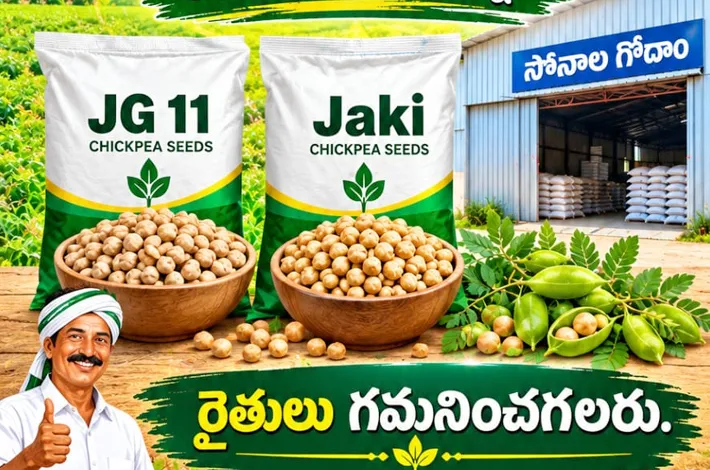 సబ్సిడీపై సెనగ విత్తనాలు సిద్ధం