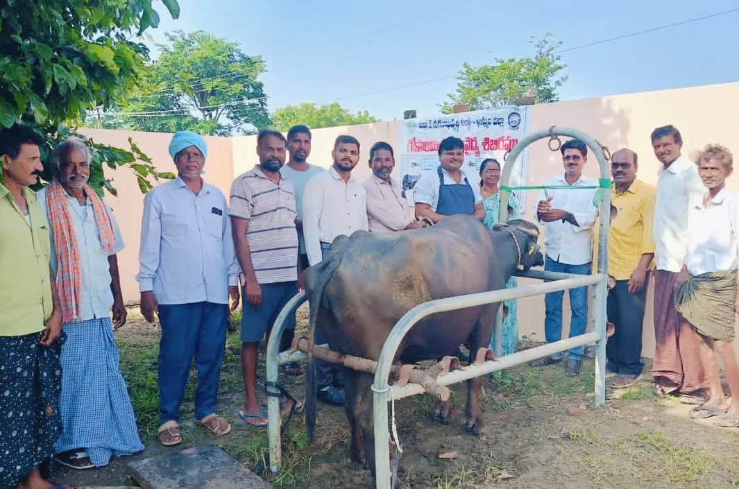 విశ్వనాథపల్లిలో పశువైద్య శిబిరం
