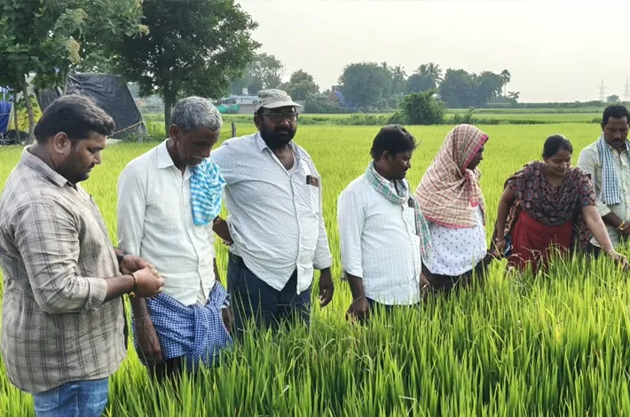 కొత్తూరు గ్రామంలో వరి పంటలను పరిశీలించిన అధికారులు 