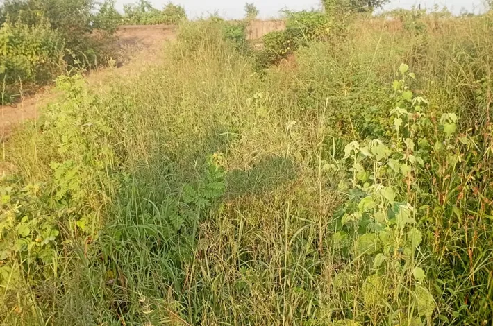 పిచ్చి మొక్కలతో నిండిన కరత్వాడ నీటి కాలువ..