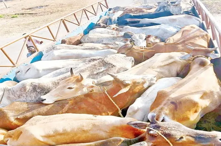 పశువుల అక్రమ రవాణాకి అడ్డాగా సమ్మక్క బ్యారేజ్ వంతెన