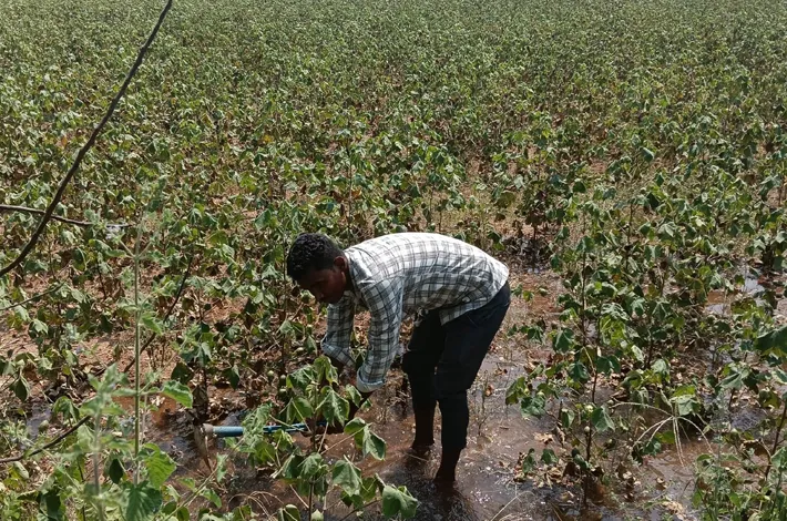దూది రైతు దుఃఖం