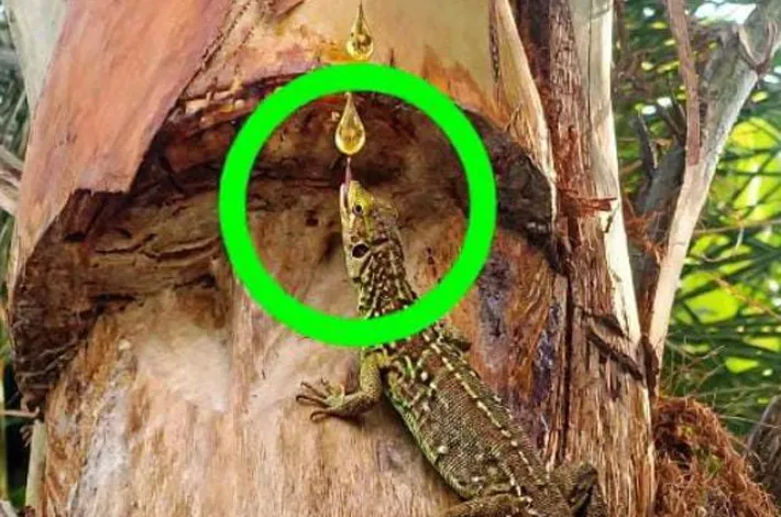 ఈతకల్లును అమృతంలా తాగుతున్న తొండ