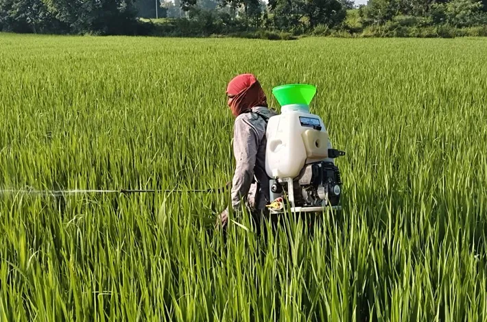 వరికి మోగి పురుగు.. అన్నదాతల్లో ఆందోళన