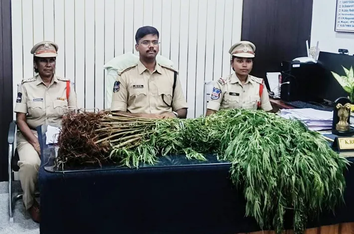 పత్తి పంటలో అక్రమంగా గంజాయి సాగు.. నిందితుడి అరెస్ట్