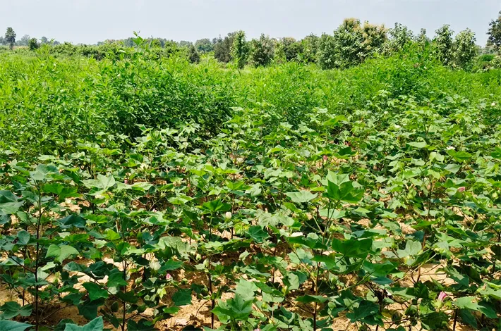 వ్యవసాయ శాఖ సేవలు దూరం