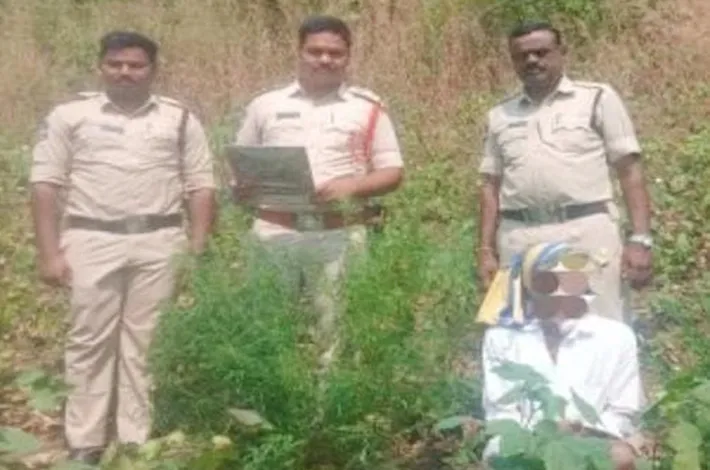 గంజాయి పంట సాగు చేస్తున్న వ్యక్తి అరెస్ట్