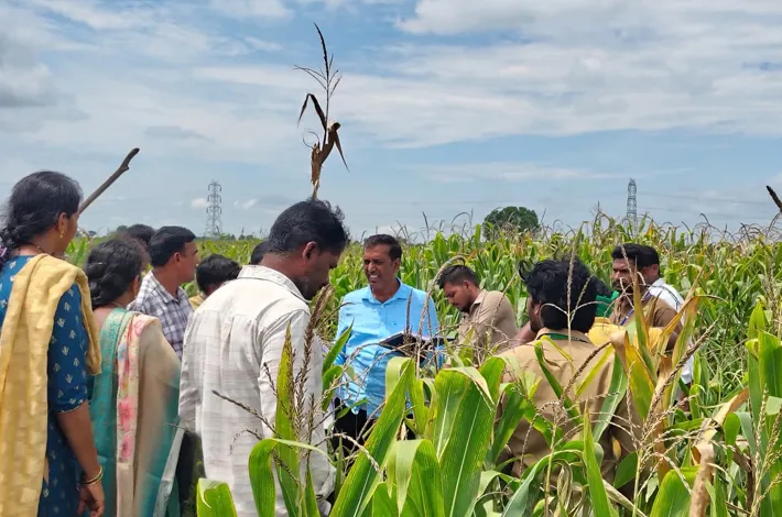 పంటలను పరిశీలించిన శాస్త్రవేత్తలు
