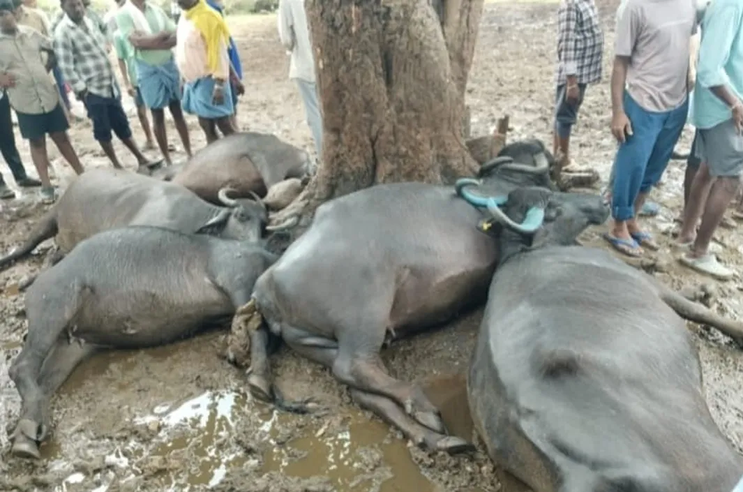 పిడుగుపాటుకు గేదెల మృతి 