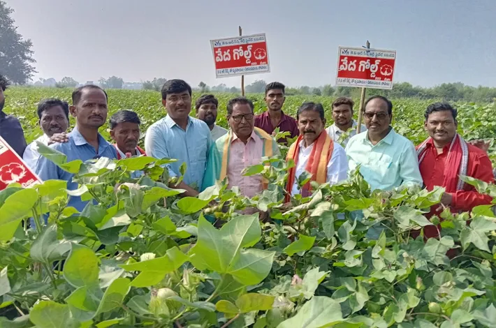 ఎల్‌నినో ప్రభావంలోనూ ఆకట్టుకున్న వేదగోల్డ్ పత్తి పంట
