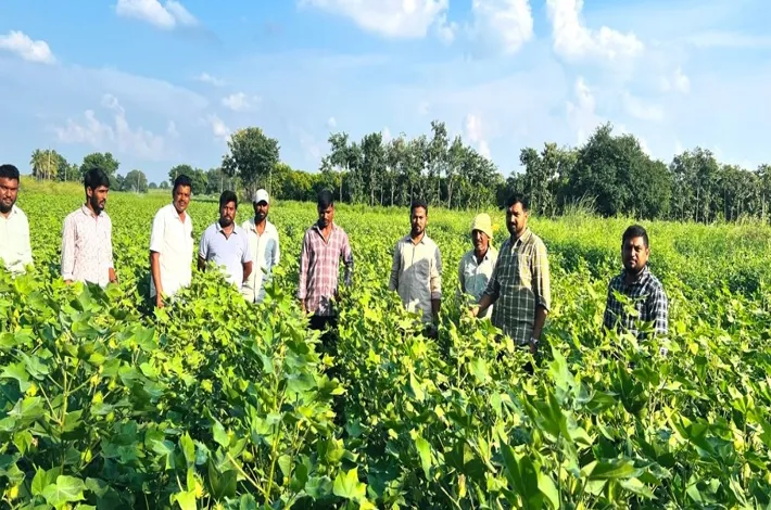 పంటల సాగుపై.. అధికారుల క్షేత్ర పరిశీలన