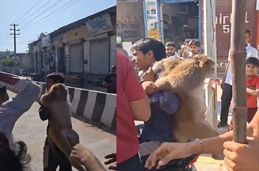 ఫరీదాబాద్‌లో కోతిపై దాడి.. వీడియో వైరల్