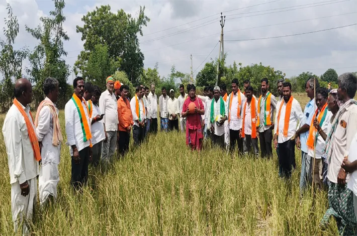 సాగునీరు లేక ఎండుతున్న వరి పంటలు