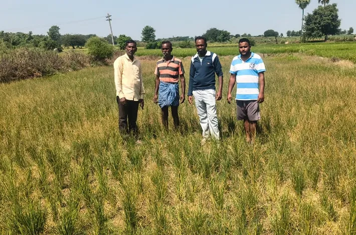 కరెంట్ లేక ఎండుతున్న వరి పంటలు