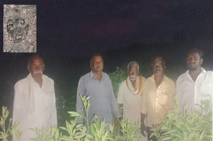 చిరుత సంచారం.. పాదముద్రల గుర్తింపు
