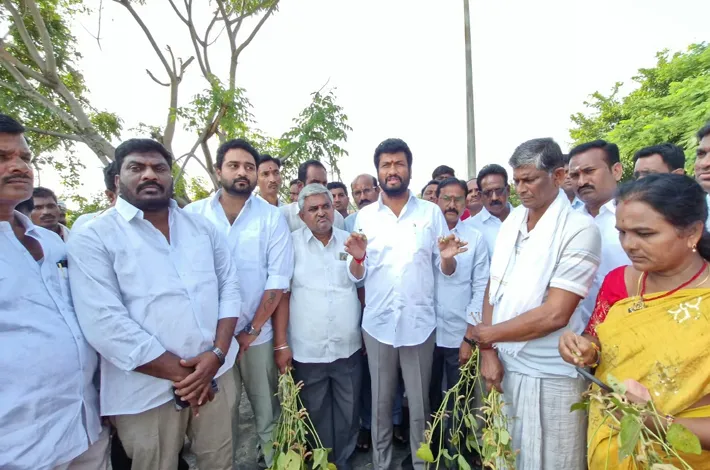 నష్టపోయిన సోయా పంటను పరిశీలించిన ఎమ్మెల్యే