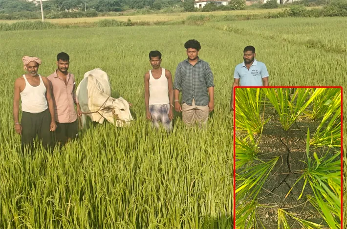 విద్యుత్ కోతలతో ఎండుతున్న పంటలు