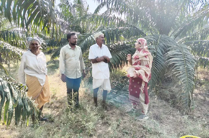 ఎల్‌నినో పరిస్థితుల్లో ఆయిల్‌పామ్ తోటలపై ప్రత్యేక శ్రద్ధ వహించాలి