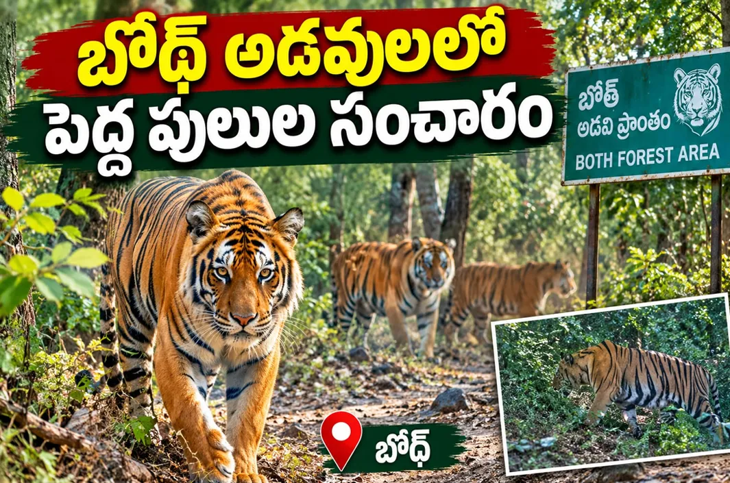 బోథ్ అడవులలో పెద్ద పులుల సంచారం