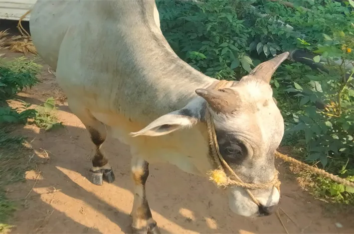 పశువులను అక్రమంగా తరలిస్తున్న వాహనం పట్టివేత