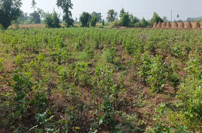 ఎండుతున్న పంట