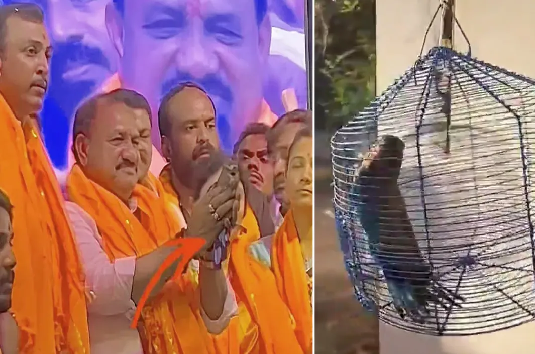 నాలుగు పాలపిట్టలకు విముక్తి.. మహేశ్ గౌడ్‌పై ప్రశ్నలు!