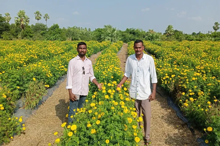 పూల సాగుతో అధిక లాభాలు