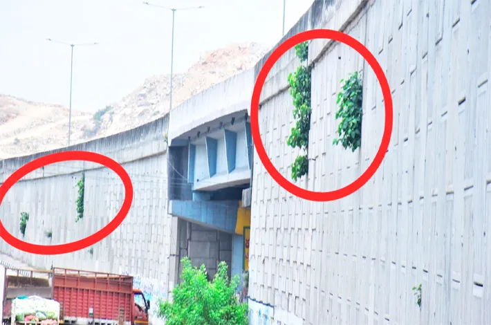 మొక్కై మొలిచి.. మానై ఆక్రమించి..    