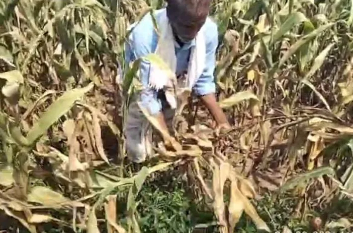 వర్షాభావంతో ఎండుతున్న మక్క పంట