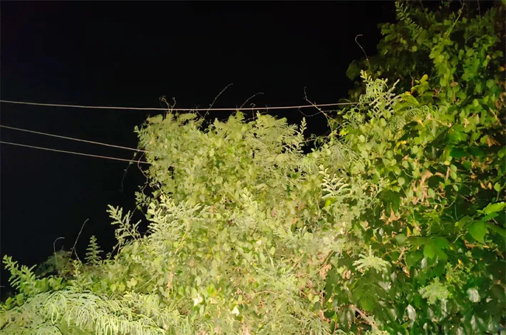 article_80255737.webp
