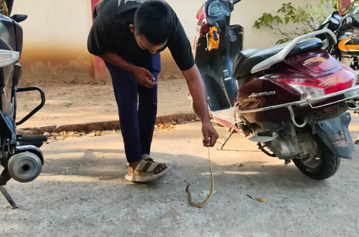 బైక్‌లో దూరిన నాగుపాము పిల్ల