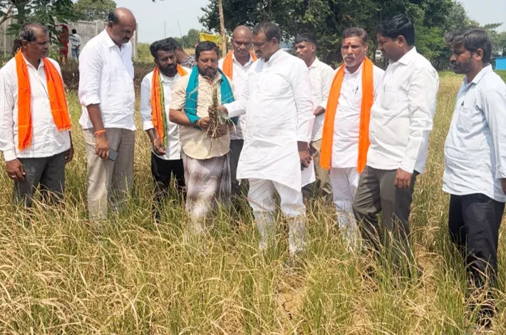 ఎండిన పంటలను పరిశీలించిన బీజేపీ ఇంచార్జ్ యెండల