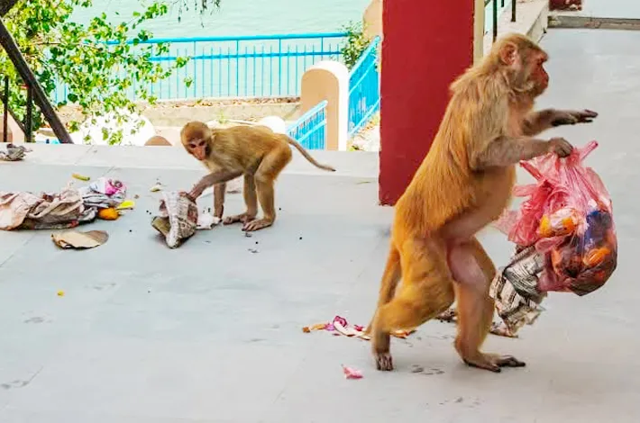 ఆమ్మో.. కోతులు!