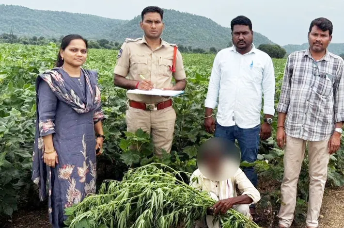 గంజాయి మొక్కలు స్వాధీనం