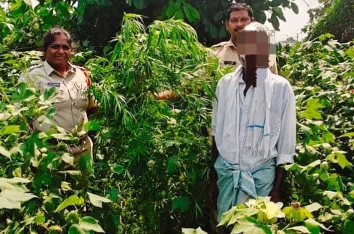 పత్తి పంటలో గంజాయి సాగు.. 50 మొక్కలు స్వాధీనం