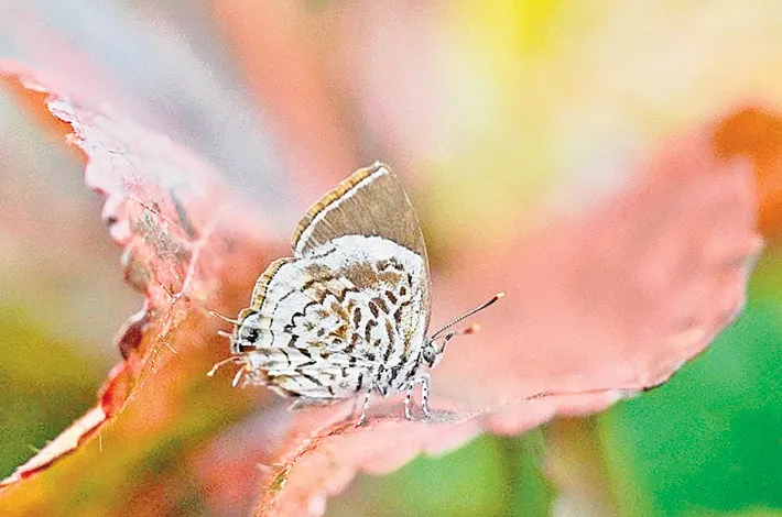 article_86322368.webp